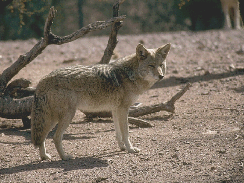 Coyote
