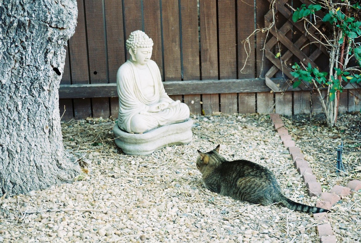 Does a cat
		have Buddha nature?